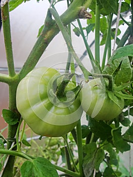 In the garden greenhouse, ripening green tomatoes on the branch of a Bush plant. tomate in the garden.