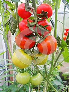 In the garden greenhouse, ripening green tomatoes on the branch of a Bush plant. tomate in the garden.