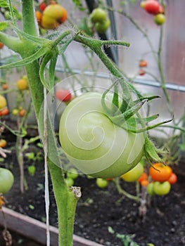 In the garden greenhouse, ripening green tomatoes on the branch of a Bush plant. tomate in the garden.