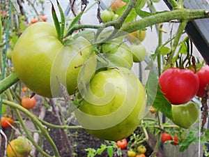 In the garden greenhouse, ripening green tomatoes on the branch of a Bush plant. tomate in the garden.