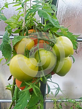 In the garden greenhouse, ripening green tomatoes on the branch of a Bush plant. tomate in the garden.