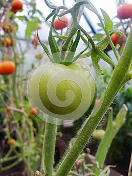 In the garden greenhouse, ripening green tomatoes on the branch of a Bush plant. tomate in the garden.