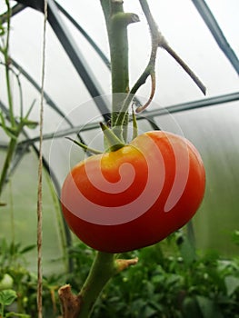 In the garden greenhouse, ripening green tomatoes on the branch of a Bush plant. tomate in the garden.