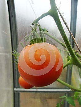 In the garden greenhouse, ripening green tomatoes on the branch of a Bush plant. tomate in the garden. Roma and Lemon Boy tomatoes