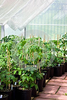 Garden greenhouse with tomato plants