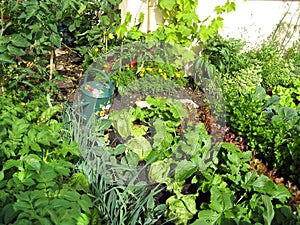 Garden of greens