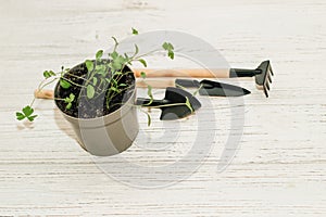 Garden hand tools, a pot with a seedling plant.