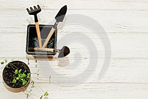 Garden hand tools, a pot with a seedling plant.