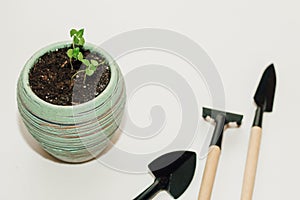 Garden hand tools, a pot with a seedling plant.