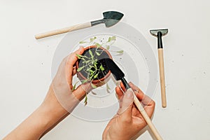 Garden hand tools, a pot with a seedling plant.