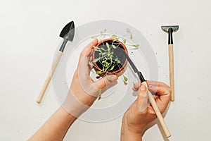 Garden hand tools, a pot with a seedling plant.