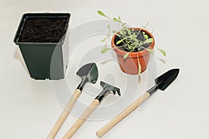 Garden hand tools, a pot with a seedling plant.