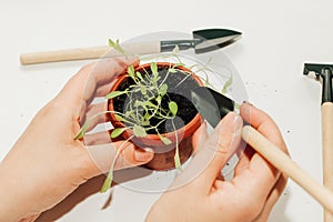 Garden hand tools, a pot with a seedling plant.