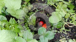 Garden happy fruit my favor strawberry