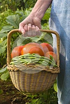 Giardino raccolto 