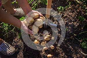 The garden harvest a potato crop with a shovel. Selective focus