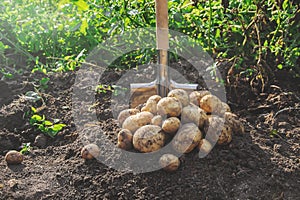 The garden harvest a potato crop with a shovel. Selective focus