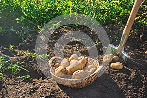 The garden harvest a potato crop with a shovel. Selective focus