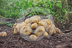 The garden harvest a potato crop with a shovel. Selective focus