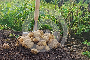 The garden harvest a potato crop with a shovel. Selective focus