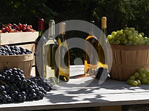 A garden harvest shot of red green and blue grapes outside in baskets