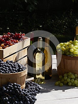 A garden harvest shot of red green and blue grapes outside in baskets