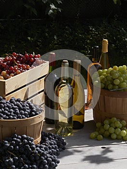 A garden harvest shot of red green and blue grapes outside in baskets