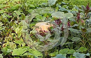 Garden at harvesting time: pumpkin on bed around growing beet root and amaranth