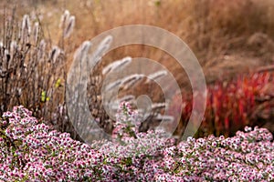 Garden at Hauser & Wirth Gallery named the Oudolf Field, at Durslade Farm, Somerset UK. Designed by landscape artist Piet Oudolf