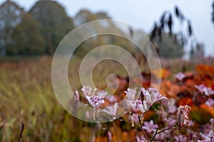 Garden at Hauser & Wirth Gallery named the Oudolf Field, at Durslade Farm, Somerset UK. Designed by landscape artist Piet Oudolf