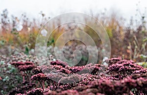 Garden at Hauser & Wirth Gallery named the Oudolf Field, at Durslade Farm, Somerset UK. Photographed in autumn.