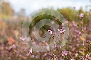 Garden at Hauser & Wirth named the Oudolf Field, Bruton, Somerset UK. Designed by Piet Oudolf. Photographed in autumn.