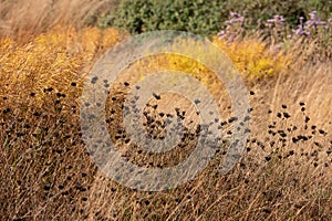 Garden at Hauser & Wirth named the Oudolf Field, Bruton, Somerset UK. Designed by Piet Oudolf. Photographed in autumn.