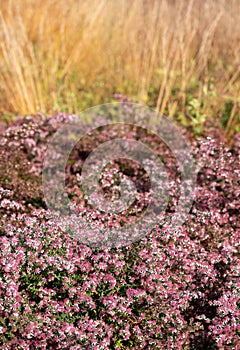 Garden at Hauser & Wirth named the Oudolf Field, Bruton, Somerset UK. Designed by Piet Oudolf. Photographed in autumn.