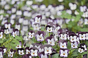 Garden Heartsease Flowers