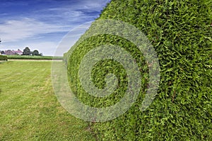 Garden hedge