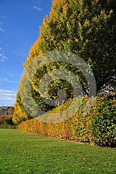 Garden Hedgerow and Trees