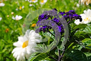 Garden Heliotrope in garden