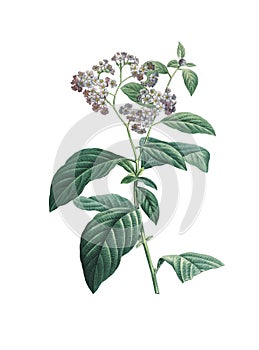 Garden heliotrope | Redoute Flower Illustrations