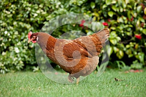 Garden Hen