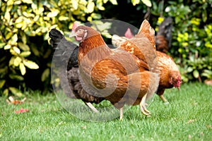 Garden Hen