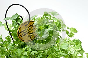 Garden Herb - Coriander