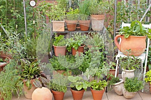 Garden herbs in pots and greenhouse photo