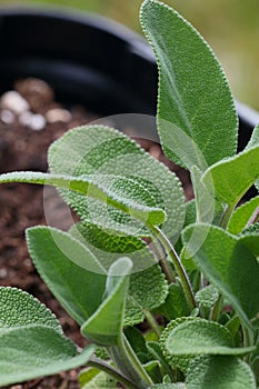 Garden Herbs Series - Green Textured Fuzzy Leaves Sage Plant