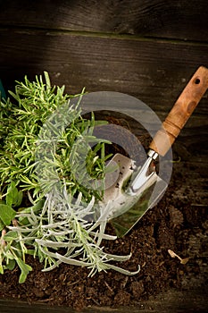 Garden herbs with utensil