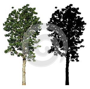 A garden high green leaves tree with black alpha mask isolated on white background.