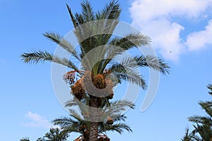 V záhrada na palma stromy zrelý termíny 
