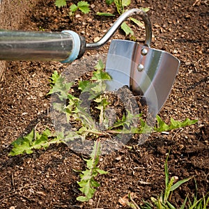 Garden Hoe With Weed In Ground In Garden.