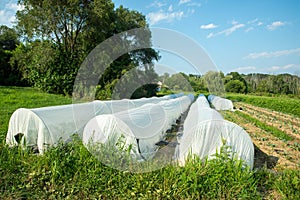 Garden hoop row covers in the sunlight with green vegetables