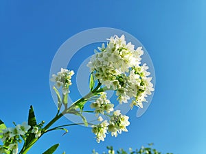 Garden horseradish flowers ,sunset